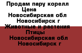 Продам пару корелл › Цена ­ 5 000 - Новосибирская обл., Новосибирск г. Животные и растения » Птицы   . Новосибирская обл.,Новосибирск г.